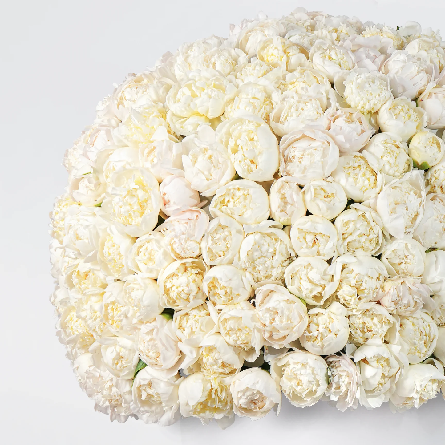Royale White Peony Hatbox