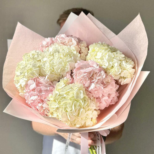 White and Pink Clouds of Hydrangeas