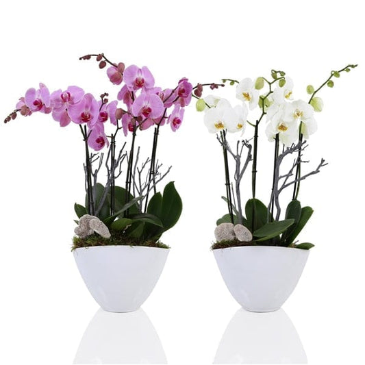 Elegant Blooms: 4 Stem Phalaenopsis Orchid in a Stylish Container