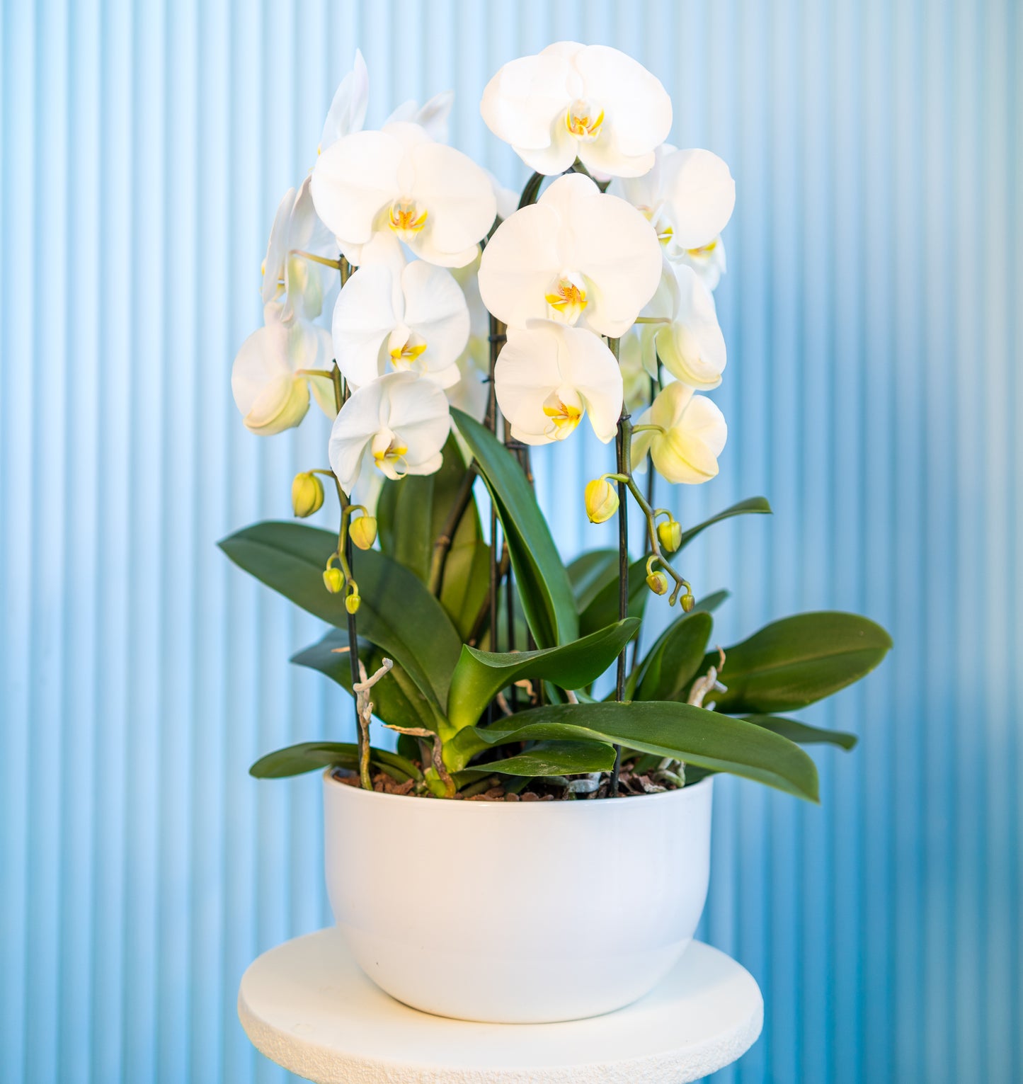 White orchid In white pot