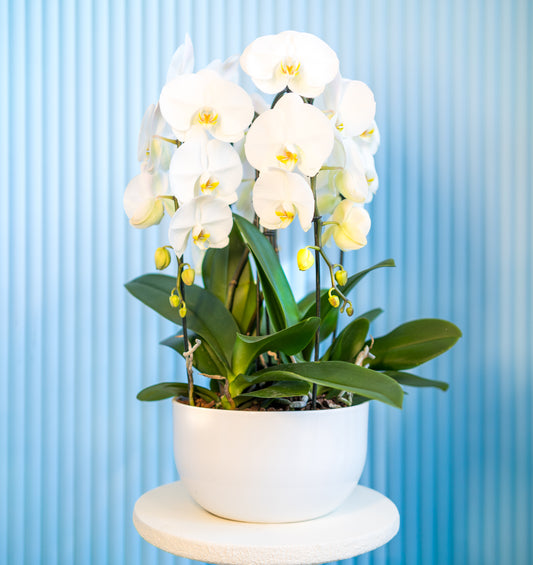 White orchid In white pot