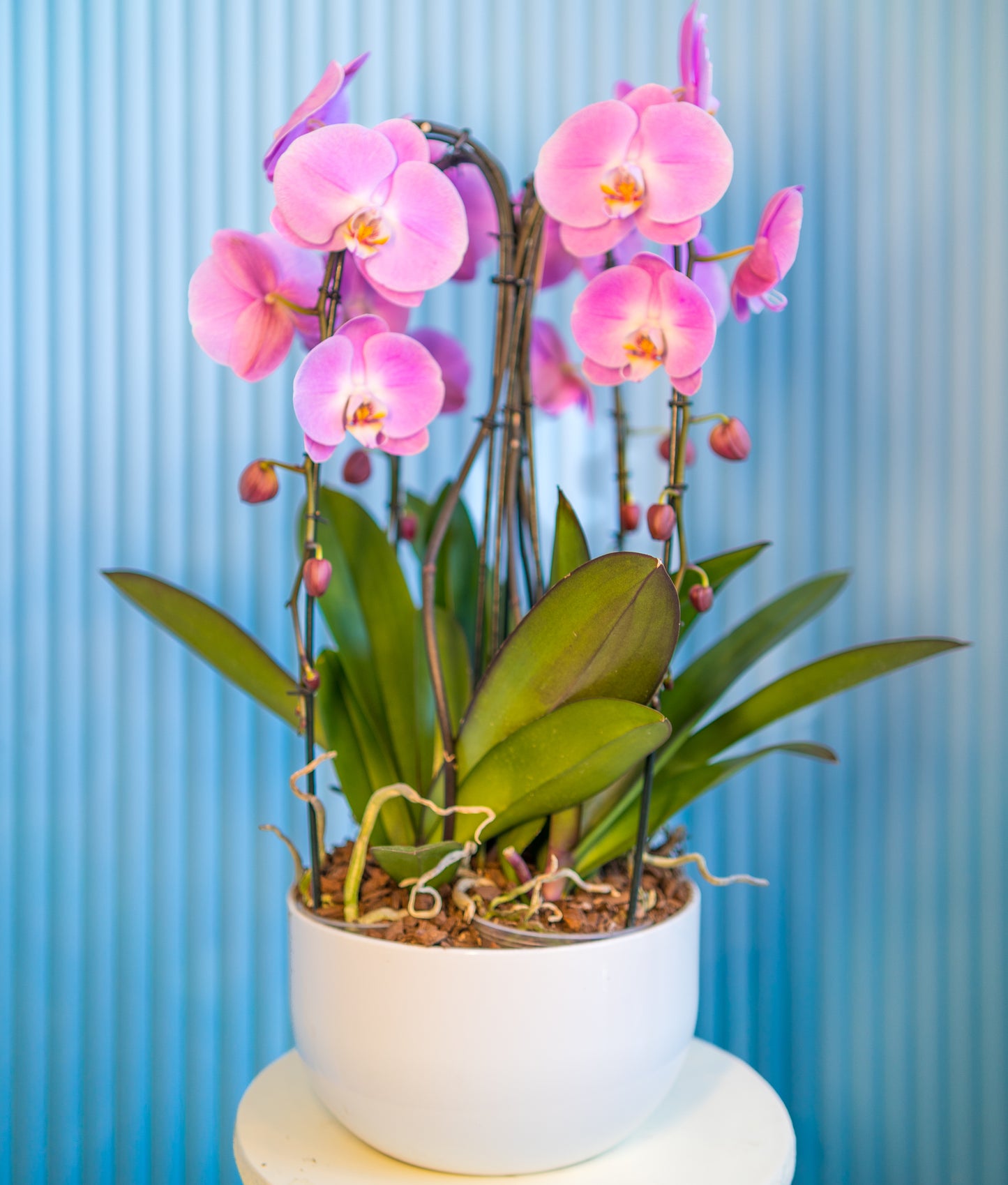 Pink orchid in white vase