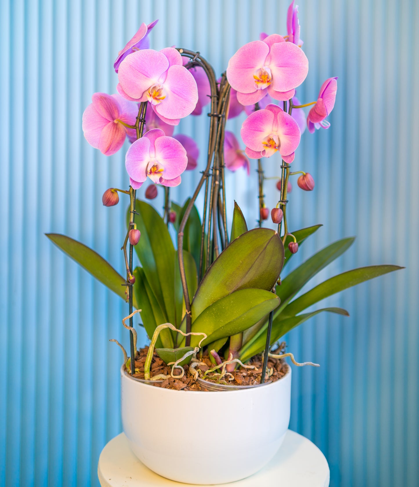 Pink orchid in white vase