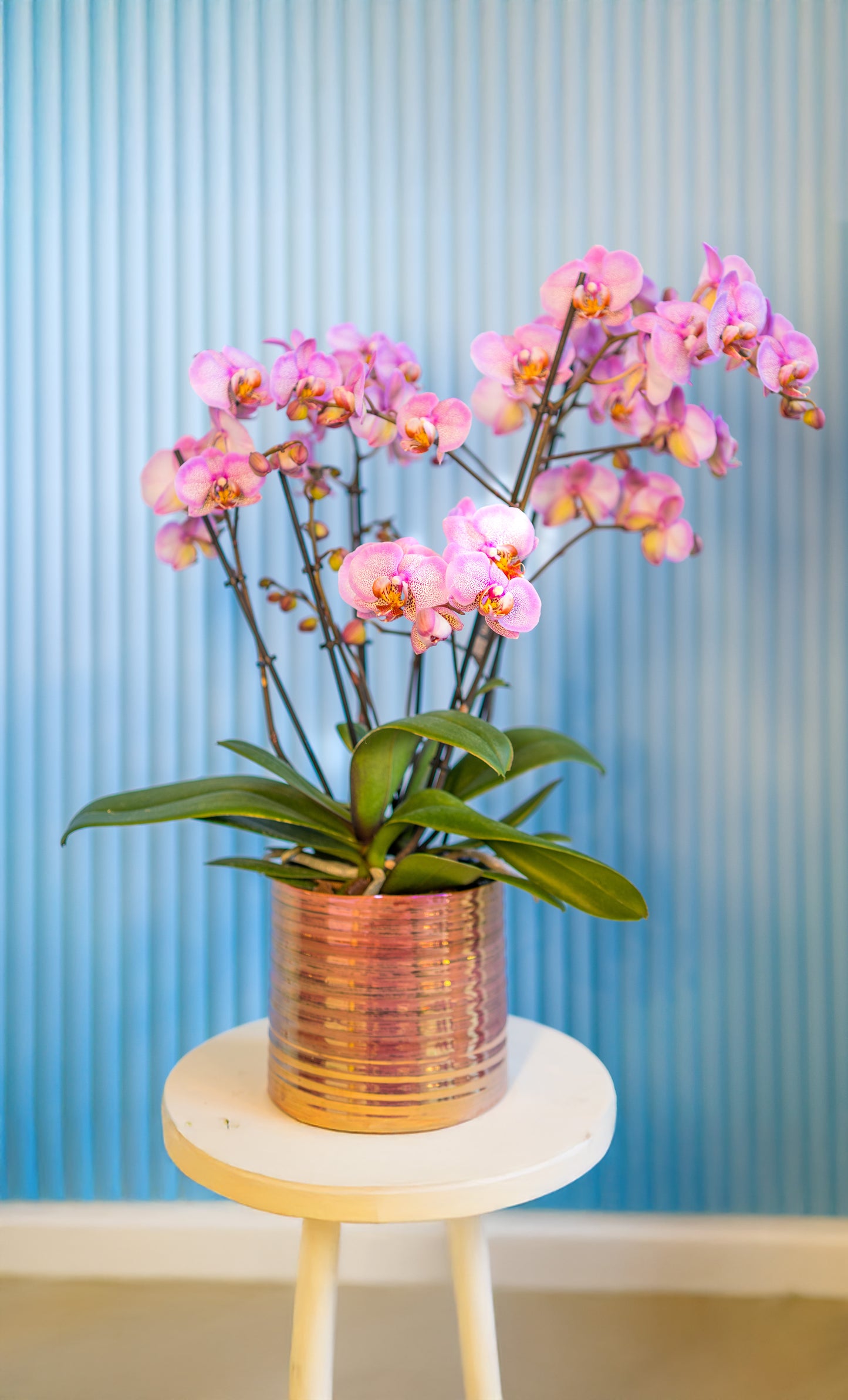 Pink orchid in metallic pink pot