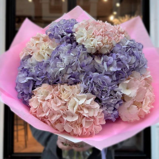 Pink and Purple Clouds of Hydrangeas