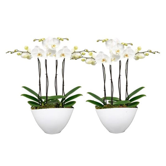 Luxury White Phalaenopsis Orchid